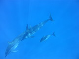 Diving