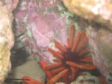 Diving
