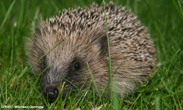 A roving hedgehog CREDIT: Wikimedia Commons September 2015 Extra