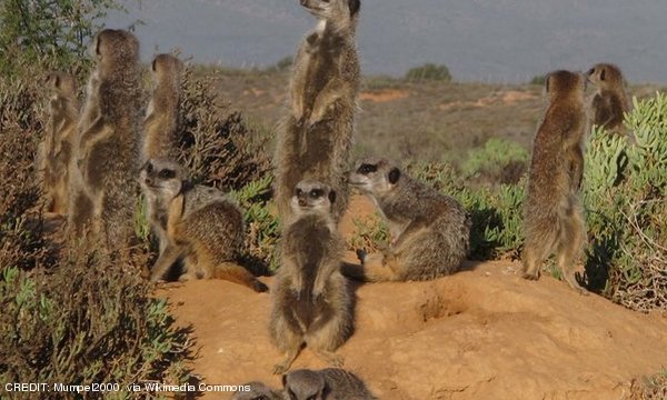 The MeerKAT team on site in South Africa. CREDIT: Mumpel2000, via Wikimedia Commons February 2019 Extra