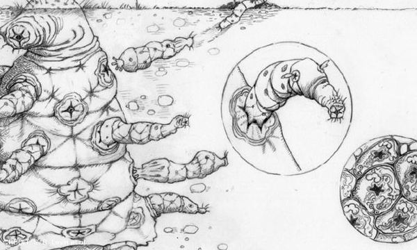 From eldritch horror to friendly alien! CREDIT: S. R. Levin et al. April 2019